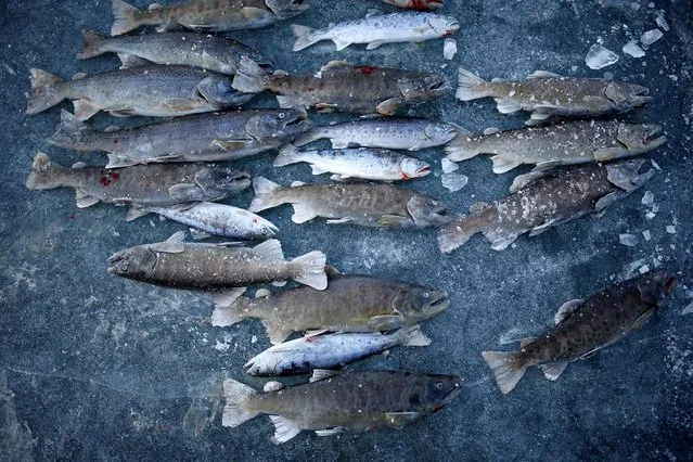 Trout are laid on a frozen river in Hwacheon, south of the demilitarized zone (DMZ) separating the two Koreas, January 14, 2017. (Photo by Kim Hong-Ji/Reuters)
