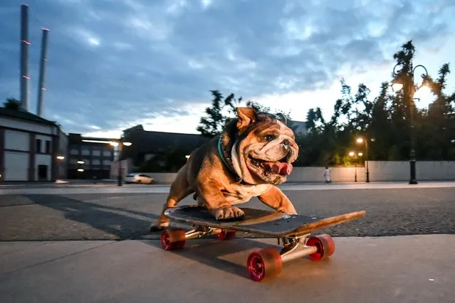 Bullet the bulldog skateboards in a seafront area in the city of Vladivostok, on Russia's Pacific coast on August 9, 2021. The 6-year-old dog learnt how to skateboard two years ago thanks to his owner, Sergei Shukshuyev. (Photo by Yuri Smityuk/TASS)