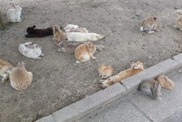 Rabbit Island in Japan