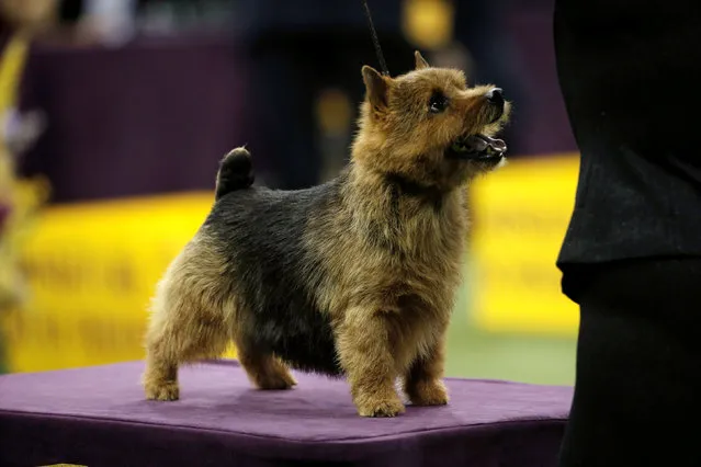 Tanner, a Norwich Terrier and winner of the Terrier Group, stands on a podium during judging at the 141st Westminster Kennel Club Dog Show at Madison Square Garden in New York City, U.S., February 14, 2017. (Photo by Mike Segar/Reuters)
