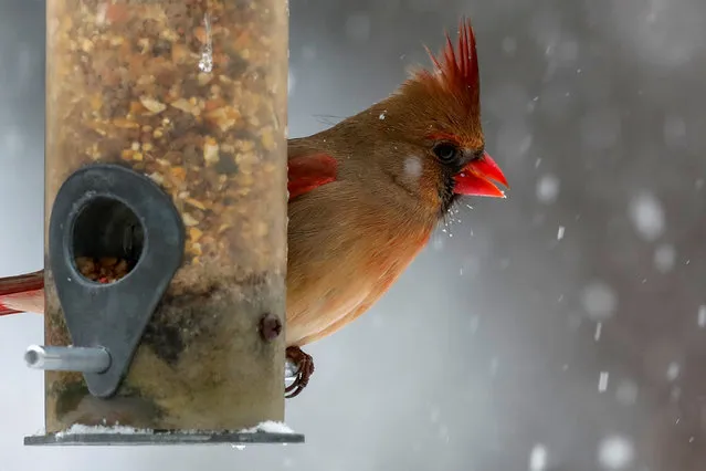 A female Northern Cardinal sits on a bird feeder in falling snow in the Village of Valley Cottage, New York, a suburb north of New York City, U.S. February 12, 2017. (Photo by Mike Segar/Reuters)