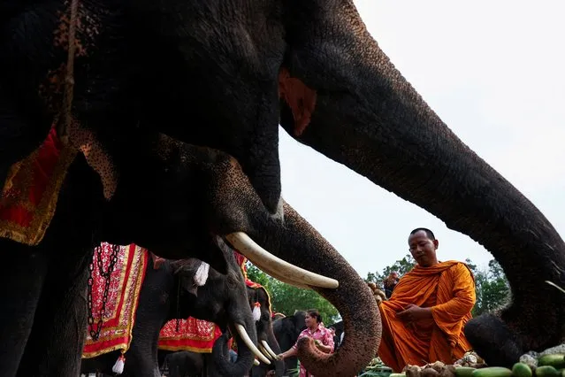 A Buddhist monk feeds an elephant during Thailand's National Elephant Day celebration in the ancient city of Ayutthaya, Thailand on March 13, 2024. (Photo by Chalinee Thirasupa/Reuters)
