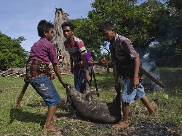 Sumbanese men carry a pig as prepare for cook during the Pasola war festival at Ratenggaro village in Sumba Island. (Photo by Ulet Ifansasti/Getty Images)