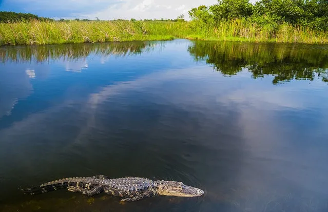 American Alligator By Masa Ushioda