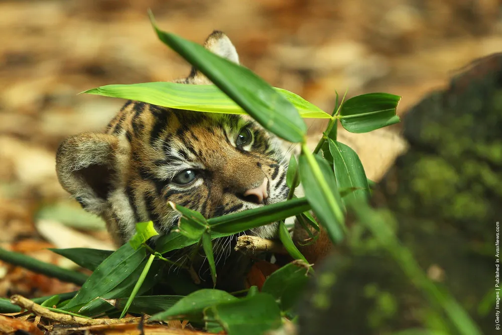 Tiger Triplets Debut At Taronga Zoo