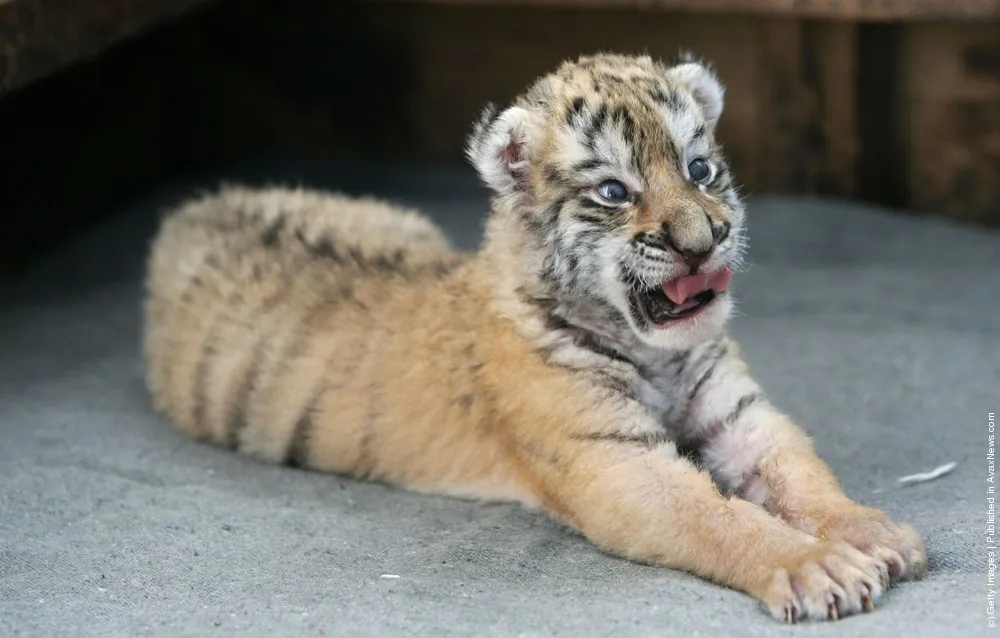 Hengdaohezi Breeding Center For Tigers