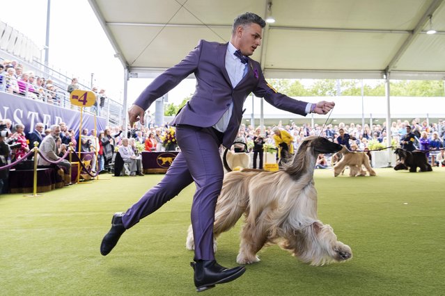 Handler Willy Santiago competes with Afghan Hound Zaida during breed group judging at the 148th Westminster Kennel Club Dog show, Monday, May 13, 2024, at the USTA Billie Jean King National Tennis Center in New York. (Photo by Julia Nikhinson/AP Photo)