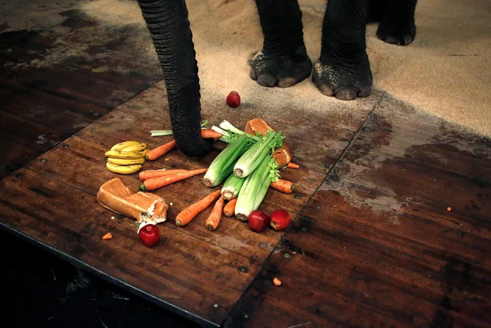 Ringling Elephants, a Famed U.S. Circus Act, Pack up Trunks for Retirement