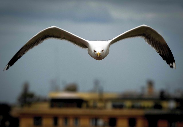 A seagull flies above a rooftop on June 02, 2024 in Rome. (Photo by Tiziana Fabi/AFP Photo)