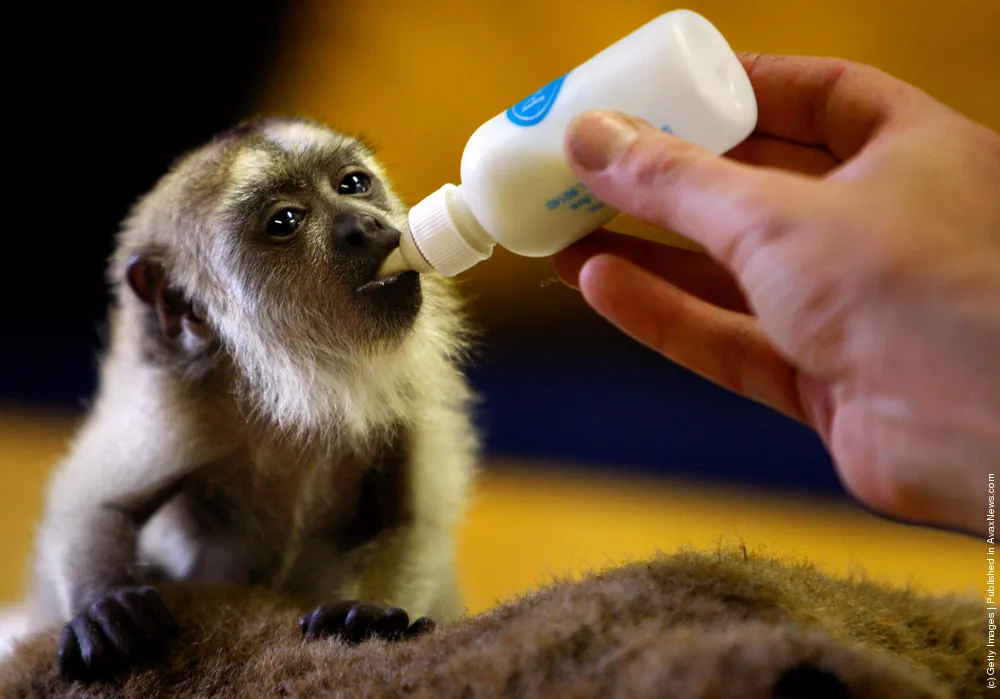 A Baby Black Howler Monkey