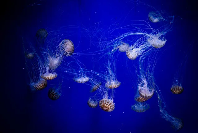 Brown jellyfish (chrysaora melanaster) swim in a tank at the instalation “Jellyfishes as never you had seen them” at the Oceanografic in Valencia, Spain, 06 April 2017. Oceanografic's new proposal is offering sixteen new tanks with different jellyfishes from all over the world. (Photo by Kai Foersterling/EPA)