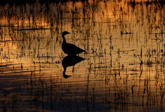 A Greylag goose is seen during sunset at lake Zicksee near Sankt Andrae, Austria, on May 19, 2024. (Photo by Leonhard Foeger/Reuters)