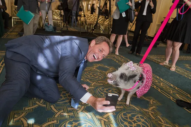 Sen. Jeff Flake, R-Ariz., takes a selfie with Faye, a pot belly pig, after a news conference held by Citizens Against Government Waste at the Phoenix Park Hotel to release the 2015 Congressional Pig Book which identifies pork-barrel spending in Congress, May 13, 2015. (Photo by Tom Williams/CQ Roll Call via Getty Images)
