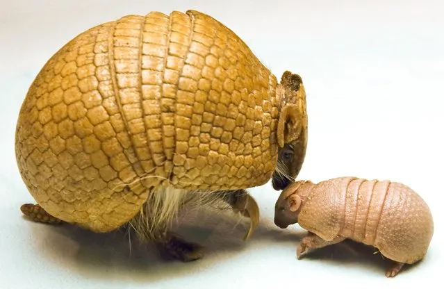 In this Sunday, April 27, 2014 handout photo provided by Busch Gardens Tampa, mother armadillo Zowie, left, welcomes her newborn Southern three-banded armadillo baby at the Animal Ambassador Team, in Tampa, Fla. The baby was able to walk and roll into a ball within moments of its birth. Southern three-banded armadillos are the only species of armadillo that can fully roll up into a ball. The baby armadillo currently weighs 118 grams, which is about the weight equivalent to an average cell phone. (Photo by AP Photo/Busch Gardens Tampa)