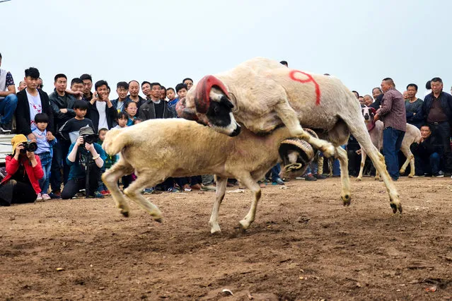 Sheep fight with each other during a sheep-fighting event at a traditional temple fair in Huaxian, Henan province, China April 15, 2017. (Photo by Reuters/Stringer)