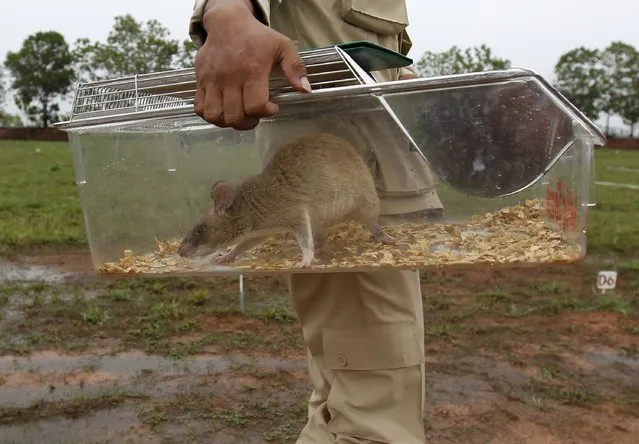 A handler takes a rat undergoing training to detect mines to an inactive landmine field at the Mine Detection Rat Training, Trial and Testing Project in Siem Reap province July 9, 2015. (Photo by Samrang Pring/Reuters)
