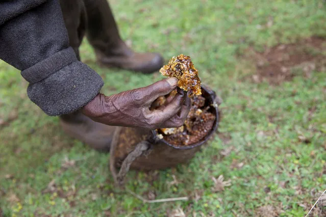 A man from the Ogiek community harvests honey in Mount Elgon game reserve, where they have reached an agreement with the government allowing them to remain in their ancestral lands in western Kenya, April 26, 2016. (Photo by Katy Migiro/Reuters)