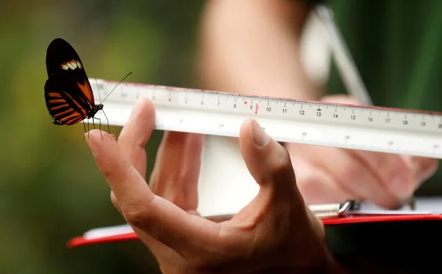Zoo keeper Thomas Maunders measures a Postman Butterfly at ZSL Whipsnade Zoo 2021 weigh-in and measurement, in Dunstable, Britain, August 24, 2021. (Photo by Matthew Childs/Reuters)
