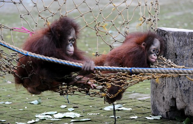 Damai and Rizki, orphaned Bornean orang utan play courtyard at Surabaya Zoo as they prepare to be released into the wild on May 19, 2014 in Surabaya, Indonesia. The two baby orangutans, brothers, were found in Kutai National Park in a critical condition having been abandoned by their mother on May 14, 2014. (Photo by Robertus Pudyanto/Getty Images)