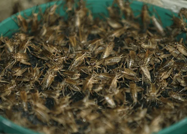 Crickets as spawning at an insects farm in Mahasarakam province, northeast of Thailand, 08 July 2013. Insects have long been on the menu in Thailand, but academics and the United Nation's Food and Agriculture Organization (FAO) officials are hoping they will become a more common global source of protein and nutrients to meet the need for growing world food requirements in the future. (Photo by Narong Sangnak/EPA)