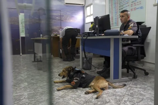 Rescue dog “Corporal Oliveira”, sits inside the 17 Military Police Battalion's station, in Rio de Janeiro, Brazil, Thursday, April 7, 2022. The dog, which is used for social campaigns by the police like flu vaccinations, was adopted as a pet by the battalion when it was a stray, injured puppy that approached the station. (Photo by Silvia Izquierdo/AP Photo)