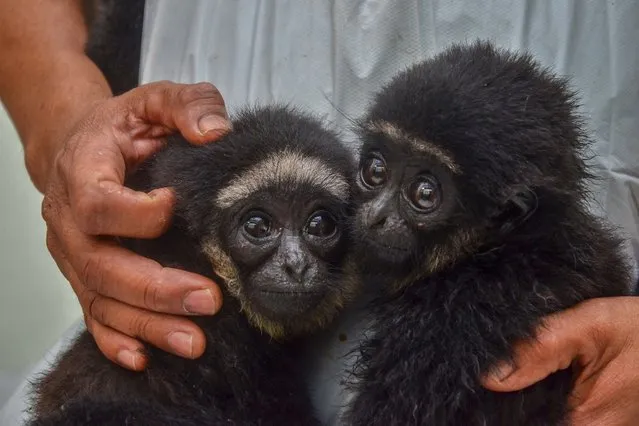 An officer of Indonesia's nature and reserve agency holds two protected juvenile agile gibbons after they were seized from illegal traders in Pekanbaru, Riau province on April 4, 2022. (Photo by Wahyudi/AFP Photo)