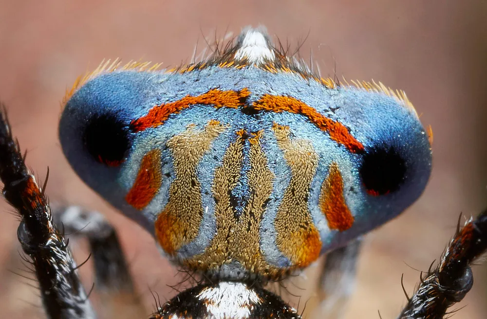 Australian Peacock Spiders
