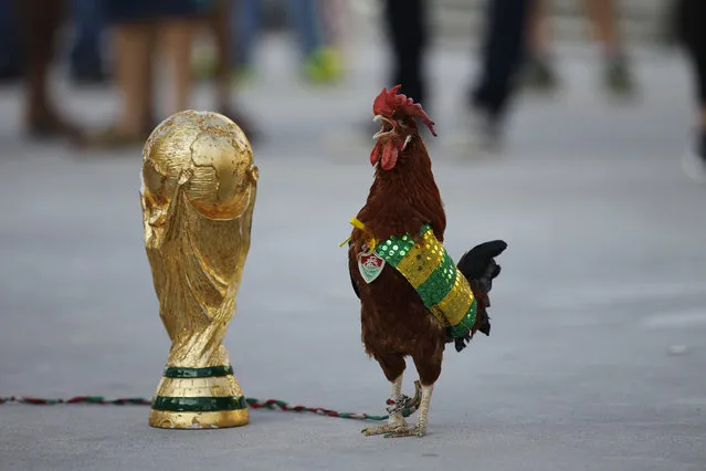 A pet rooster named Paquita Fred stands next to a replica of the World Cup trophy in front of Maracana stadium, in Rio de Janeiro, Brazil, Wednesday, June 11, 2014. The 11 year old rooster wearing a cape with the colors of the Brazilian national soccer team and a medallion of the local Fluminense soccer team gets his name from Fred, the Brazilian footballer who plays as a striker for Fluminense and is now one of the members of the national soccer team. The World Cup soccer tournament starts Thursday. (Photo by Leo Correa/AP Photo)