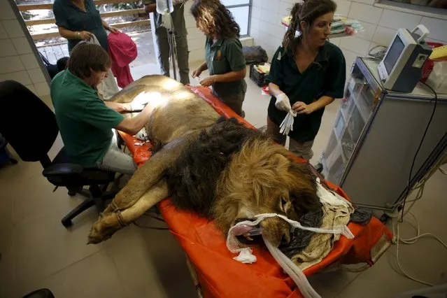 Zoo staff and members of a veterinary team prepare an eight-year-old lion named Samuni for a surgical procedure to remove a tumour from his abdomen at the Ramat Gan Safari Zoo, near Tel Aviv, Israel, July 29, 2015. (Photo by Baz Ratner/Reuters)