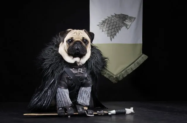 “The Pugs of Westeros” sees Roxy, Blue and Bono playing doggy versions of the main characters, including conniving King Joffrey. The pugs’ owners, Phillip Lauer (57) and his wife Sue (47), have been dressing their pugs up as characters from cinema and TV since they were puppies. They jumped at the chance of creating a picture series based on one of their favourite shows. Sue spent two weeks just creating the Iron Throne alone but it was well worth it. (Photo by Phillip Lauer)