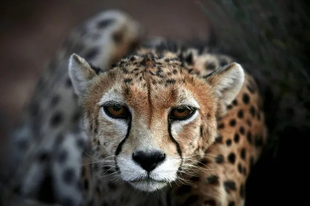In this Sunday, May 25, 2014 photo, 7-year-old male Asiatic Cheetah, named “Koushki”, crouches at the Miandasht Wildlife Refuge in Jajarm, northeastern Iran. Iran is conducting a campaign to rescue the Asiatic Cheetah which has disappeared across south and central asia except fewer than 100 remaining in Iran. (Photo by Vahid Salemi/AP Photo)