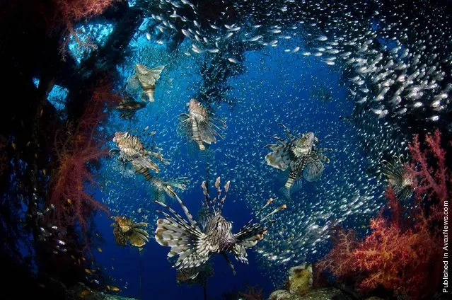 Lionfish in the Red Sea, near Eilat in Israel, take center stage in this photograph by Mark Fuller. Judges put the picture in first place in the Wide Angle category