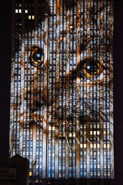 Empire State Building Brings Endangered Animals