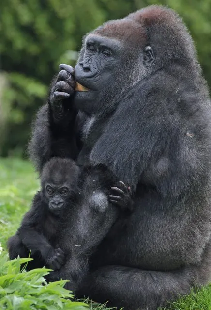 Bristol Zoo's baby gorilla Kukena