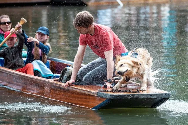 Rocky the dog back in the punt on the River Cam in Cambridge and drying off on June 13, 2022. Unlucky labrador shocked his owners when he suddenly fell off the back of the boat as he spotted the swans during an outing. (Photo by Geoff Robinson Photography)