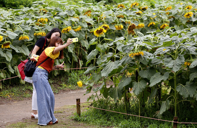 Visitors pose for a selfie in a field of blooming sunflowers at a park in Tachikawa in the western suburbs of Tokyo, Sunday, July 30, 2017. About 10,000 sunflowers at the park attract visitors every summer. (Photo by Shizuo Kambayashi/AP Photo)