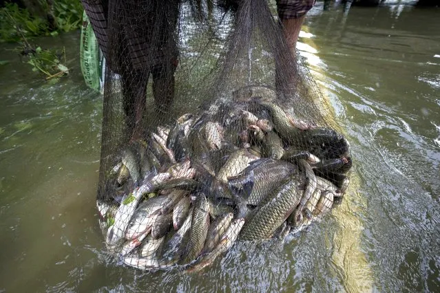 A flood affected man catches fishes near marooned Tarabari village, west of Gauhati, in the northeastern Indian state of Assam, Monday, June 20, 2022. (Photo by Anupam Nath/AP Photo)