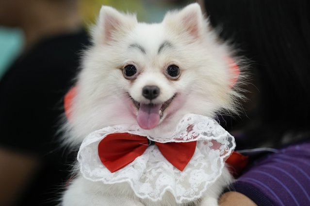 A dog named Luna wears a dracula costume during a Halloween pet party at a mall in Valenzuela city, Philippines on Saturday, October 19, 2024. (Photo by Aaron Favila/AP Photo)