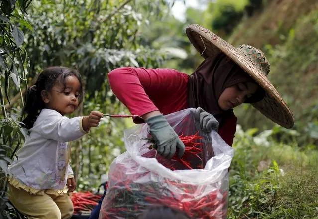 A child helps her mother harvests chillies at a chilli plantation at Pasir Datar Indah village near Sukabumi, Indonesia's West Java province, August 6, 2015. (Photo by Reuters/Beawiharta)