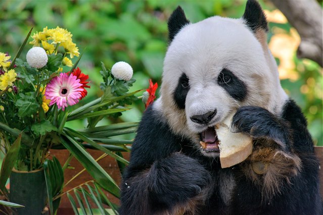 Giant panda Xing Xing passes at the Giant Panda Conservation Center in Zoo Negara near Kuala Lumpur, Malaysia on August 23, 2023. Giant panda couple Xing Xing and Liang Liang continues to play their role as “ambassadors” to Malaysia as the couple turned 17 on Wednesday. In a ceremony, the giant pandas, who have played a prominent role in promoting the close and harmonious relationship China and Malaysia between their arrival here in 2014, were presented with an “ice cake” as well as other treats to mark their special day at the Giant Panda Conservation Center in Zoo Negara. Crowds of onlookers turned up to mark the occasion, with many donning panda-themed clothing and accessories as they watched Xing Xing and Liang Liang enjoy their cakes. (Photo by Xinhua News Agency/Rex Features/Shutterstock)