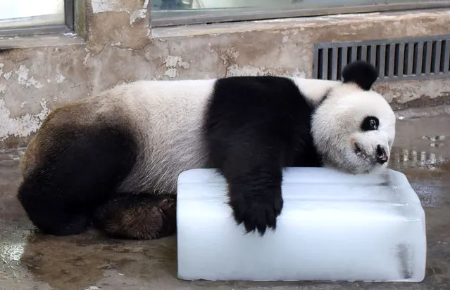 A giant panda lies on an ice block to cool down at Wuhan zoo, China on July 25, 2016. (Photo by ImagineChina/Rex Features/Shutterstock)