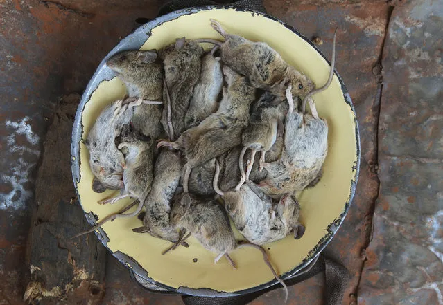 In this photo taken Saturday, September 23, 2017, a plateful of mice are ready to be cooked after being caught in a cornfield in Chidza, Masvingo Province, Zimbabwe. The trapped mice are roasted and then sold as a delicacy to motorists on the road to neighbouring South Africa. (Photo by Tsvangirayi Mukwazhi/AP Photo)