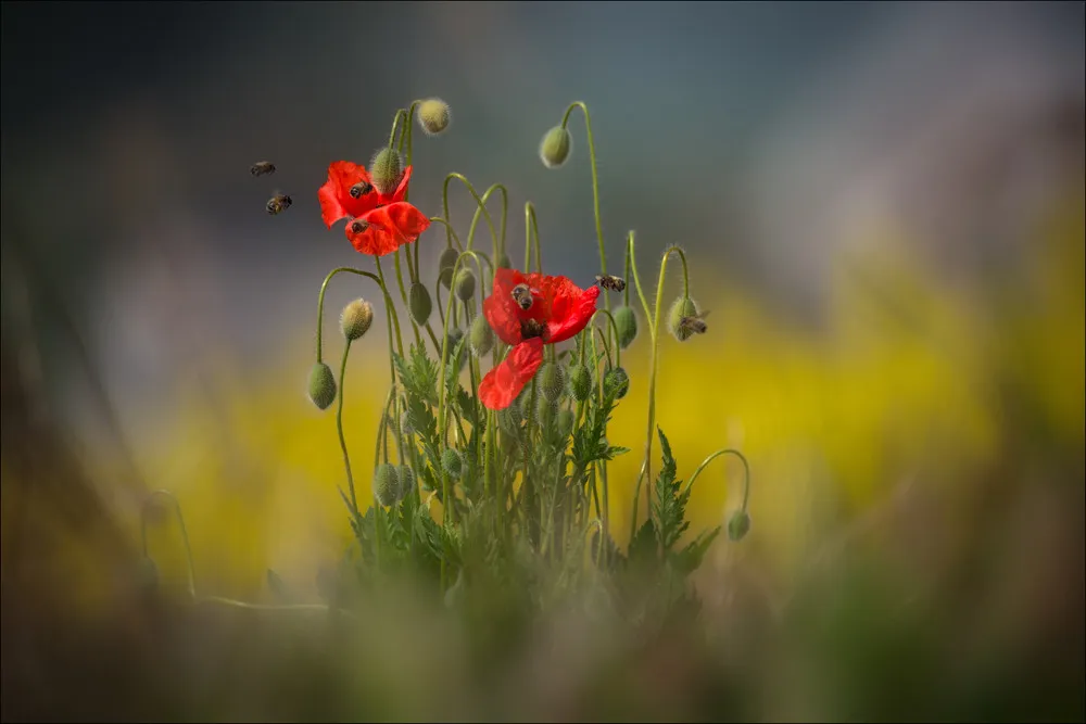 Beautiful Photography by Daniel Rericha