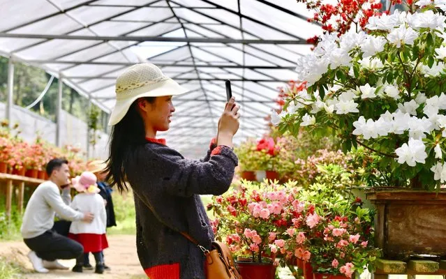 A visitor takes photos of potted flowers at the Tianlanlan flower cultivation base in Zhouning County, southeast China on April 18, 2020. (Photo by Xinhua News Agency/Alamy Live News)
