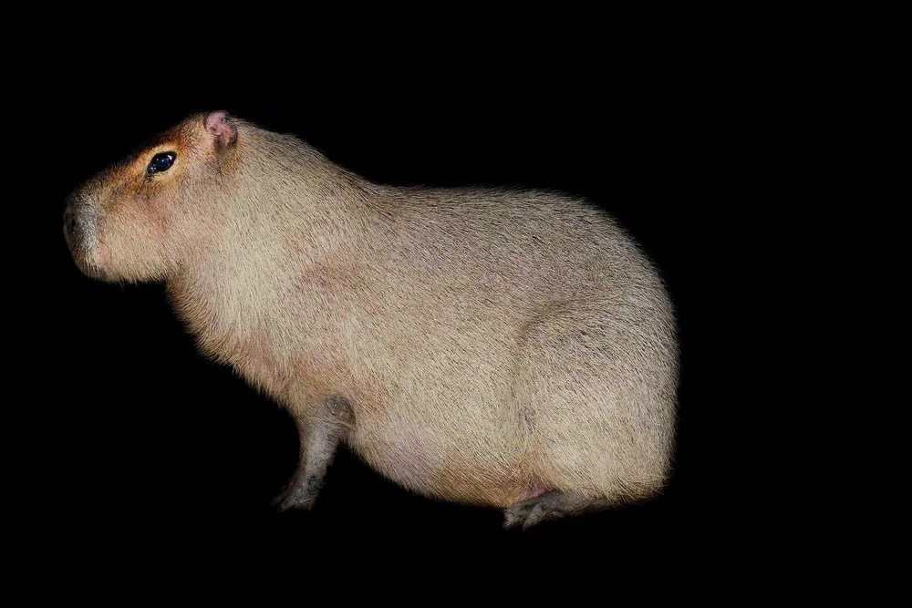 Creatures of the Night