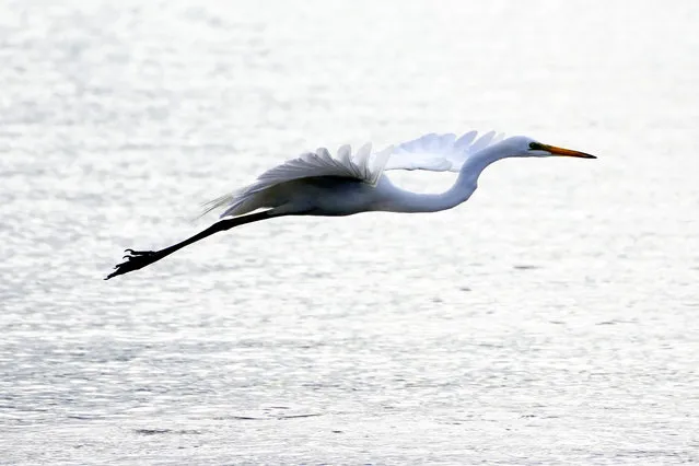 A great white egret try to catch fish at the Lake in Ajmer, Rajasthan, India on August 18, 2022. (Photo by ABACA/Rex Features/Shutterstock)