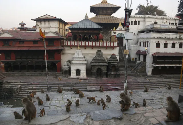In this Monday, April 6, 2020, photo, monkeys wait for food at Pashupatinath temple, the country's most revered Hindu temple, during the lockdown in Kathmandu, Nepal. (Photo by Niranjan Shrestha/AP Photo)