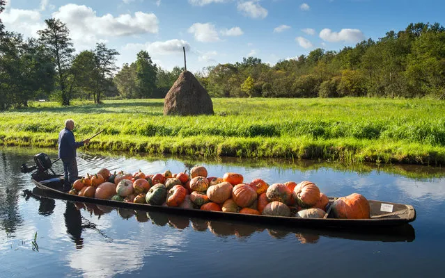 Farmer Harald Wenske drives his boat, loaded with pumpkins, on a so-called Fliess, which is a water vein of the river Spree near the village of Lehde, eastern Germany, Tuesday, September 23, 2014. (Photo by Patrick Pleul/AP Photo/DPA)