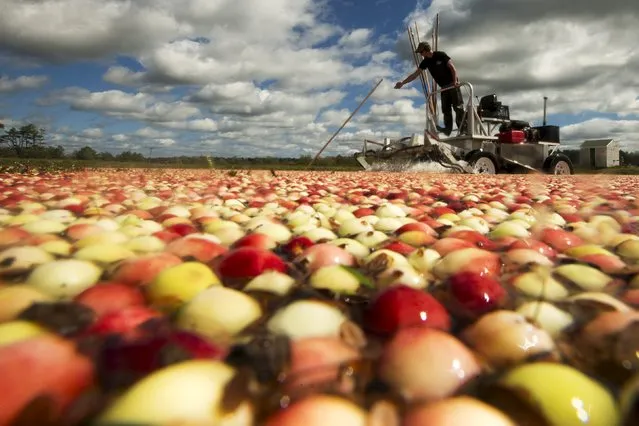 Nick Johnson harvests cranberries in a bog at Gilmore Cranberry Company in Carver, Massachusetts September 14, 2015, the beginning of the cranberry harvesting season. (Photo by Brian Snyder/Reuters)