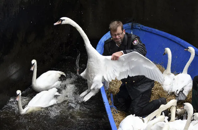 Olaf Niess catches a swan as he  transports swans to their winter enclosure on Alster river in Hamburg, Germany,  Tuesday, November 7, 2017. (Photo by Daniel Bockwoldt/DPA via AP Photo)
